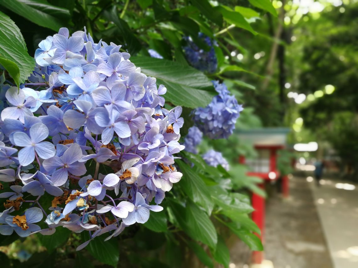 Hydrangea